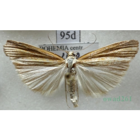 Agriphila selasella (Hübner, 1813) Wachlarzyk błyszczyk Czech95d